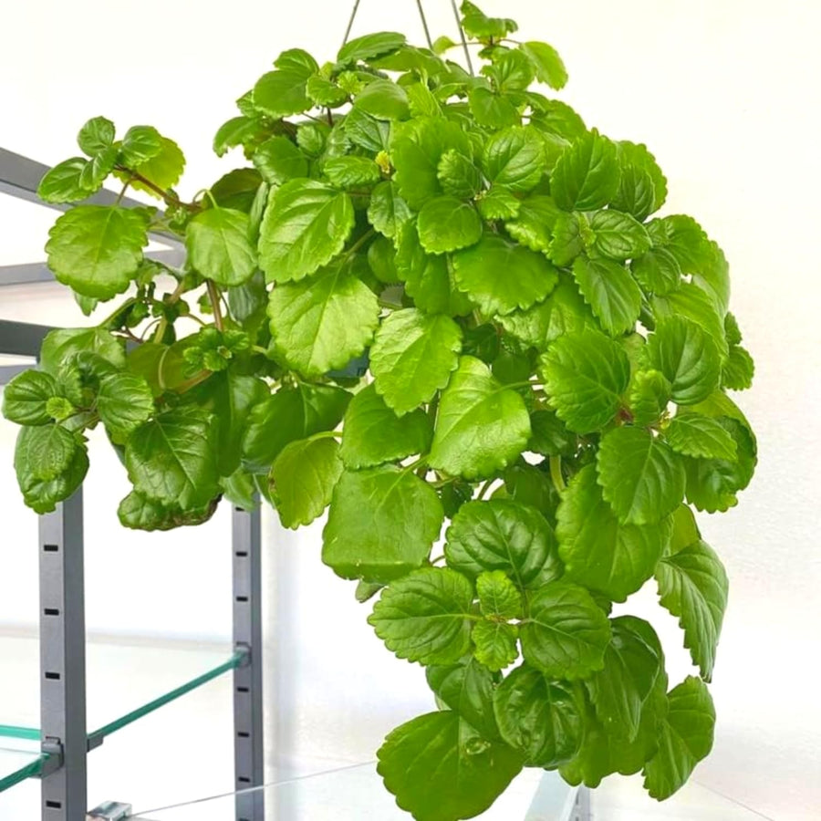 6 Green Swedish Ivy Plants, Plectranthus Plants Live, 4 Inches Potted, Live Swedish Ivy Plant Pot, Swedish Ivy Live Plant for Growing Indoor Outdoor