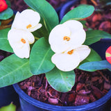 Crown of Thorns Plant, Euphorbia Milii Plant Live, Crown of Thorns Cactus Plant 4 to 7 Inches Height No Pot, Live Cactus Plant Indoor (White)