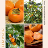 Persimmon Tree Live Plant, Persimmon Fruit Trees Live Plants, Well Rooted, 8-10 Inches Tall, Sweet Fruit Tree for Edible Garden, Backyard