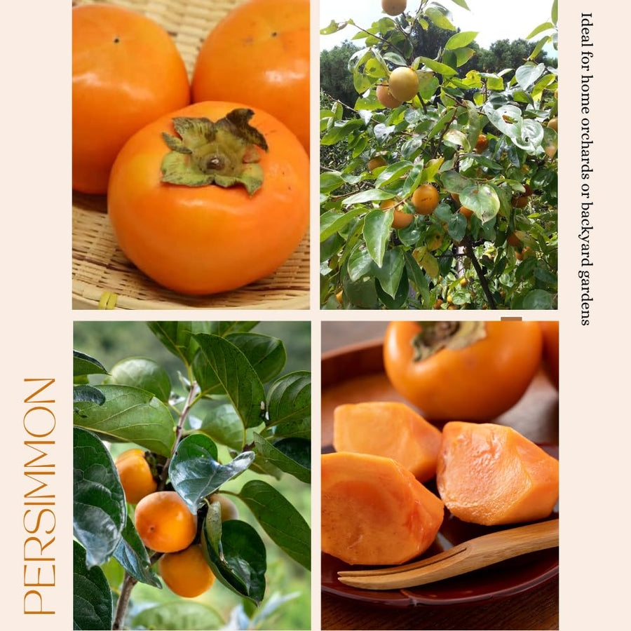 Persimmon Tree Live Plant, Persimmon Fruit Trees Live Plants, Well Rooted, 8-10 Inches Tall, Sweet Fruit Tree for Edible Garden, Backyard