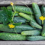 Cucumber Plants Live, 6-8 Inches Tall in 4 Inch Pot, 2 Plants Per Pot, Vegetable Plants for Garden or Containers