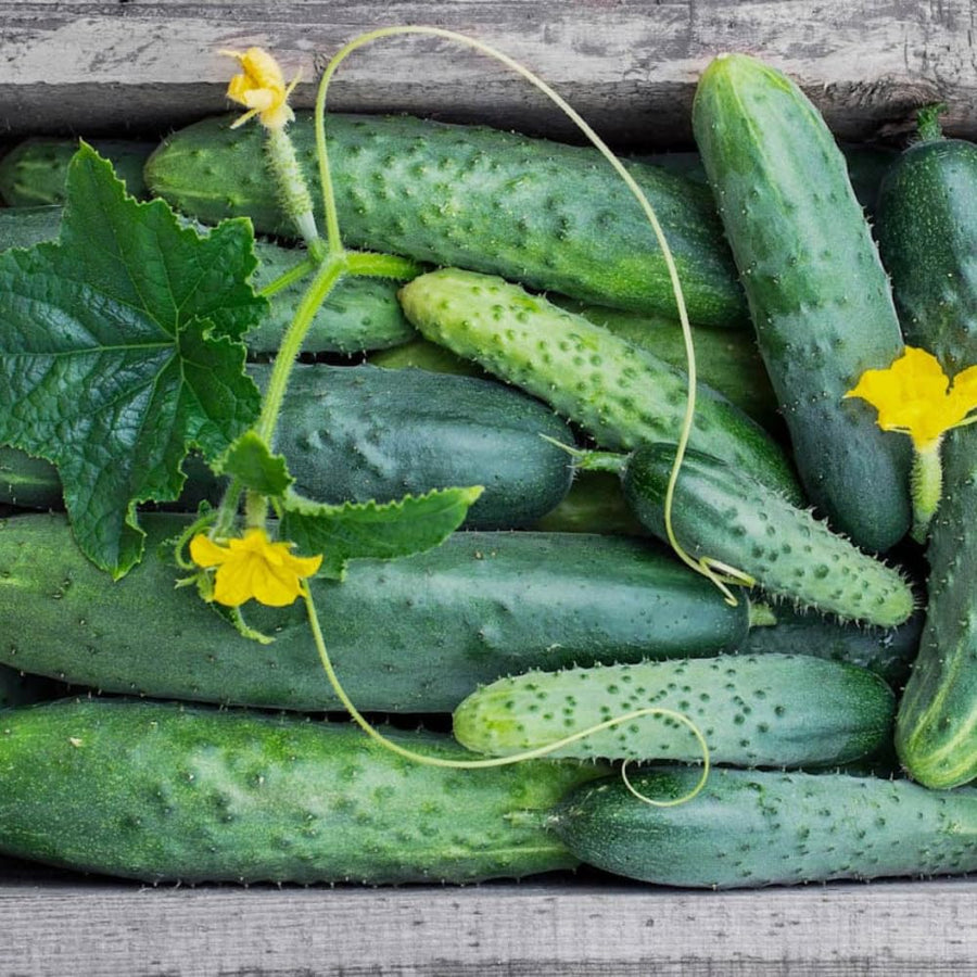 Cucumber Plants Live, 6-8 Inches Tall in 4 Inch Pot, 2 Plants Per Pot, Vegetable Plants for Garden or Containers