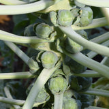 Brussel Sprouts Live Plant in 4″ Pot, Well Rooted Brussel Sprouts Plants, Vegetable for Garden or Container Planting