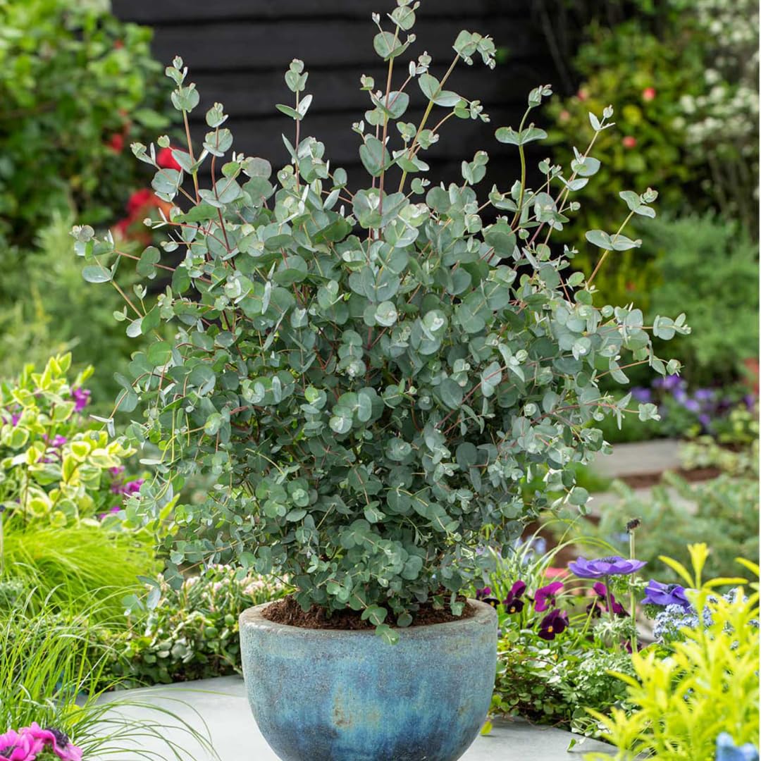 2 Baby Blue Eucalyptus Trees Live Plants - 5 to 9 Inches Tall Starter Plant, Fragrant Leaf, Hardy, Dormant in Winter