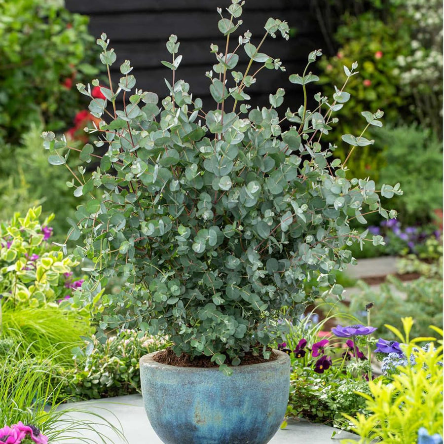 2 Baby Blue Eucalyptus Trees Live Plants - 5 to 9 Inches Tall Starter Plant, Fragrant Leaf, Hardy, Dormant in Winter