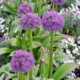 5 Large Purple Allium Bulbs, Ornamental Onion Flower Bulbs, Spring Blooming Garden Flowers for Outdoor Landscaping Planting
