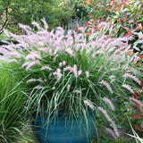 2 Ornamental Grass Plants - Pink Fountain Grasses Live Plants Perennial - 5-9 Inc Tall - Live Grass Seedlings Indoor Outdoor