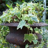 Variegated Ivy Plant, 6 Inch Pot, Hardy English Ivy Groundcover Houseplant