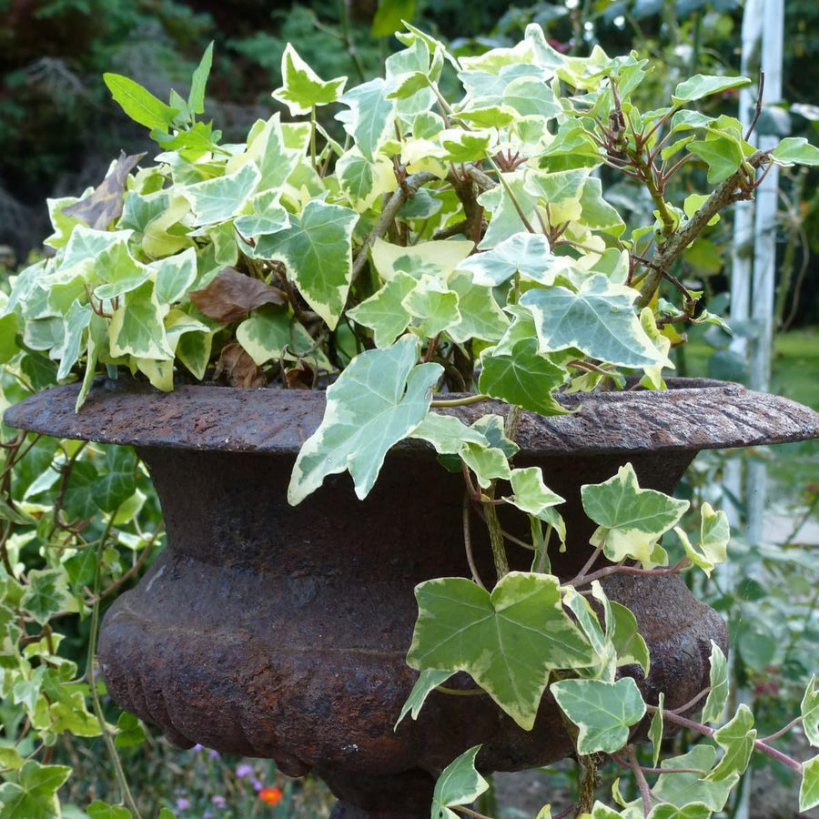 Variegated Ivy Plant, 6 Inch Pot, Hardy English Ivy Groundcover Houseplant