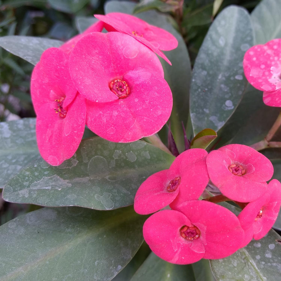 Crown of Thorns Plant, Euphorbia Milii Plant Live, Crown of Thorns Cactus Plant 4 to 7 Inches Height No Pot, Live Cactus Plant Indoor (Pink)