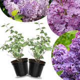 Common Lilac Bush Tree Live Plant 8-12 Inches Tall, Well Rooted Shrub in Quart Pot, Fragrant Spring Flowering Outdoor Plant (Purple Lilac)