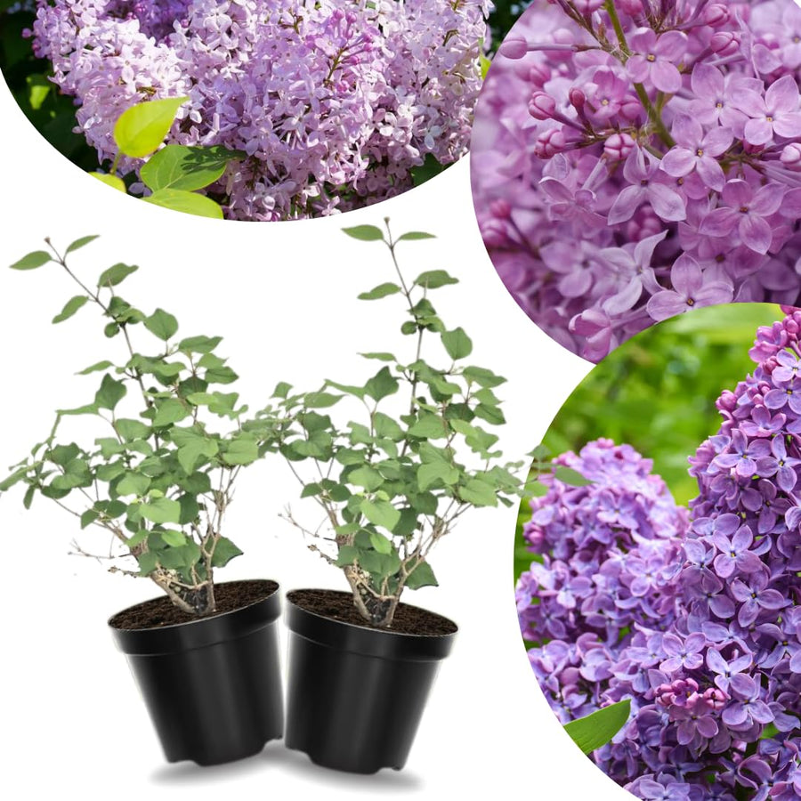 Common Lilac Bush Tree Live Plant 8-12 Inches Tall, Well Rooted Shrub in Quart Pot, Fragrant Spring Flowering Outdoor Plant (Purple Lilac)