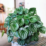 Watermelon Peperomia Live Plant, Houseplant Peperomia in 4 Inc Pot, Green Sliver Leaves
