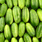 Ivy Gourd Plant Live, 8 to 12 Inc Tall, Little Gourd Live Plant Pot Vegetable Plant Half Gallon Pot