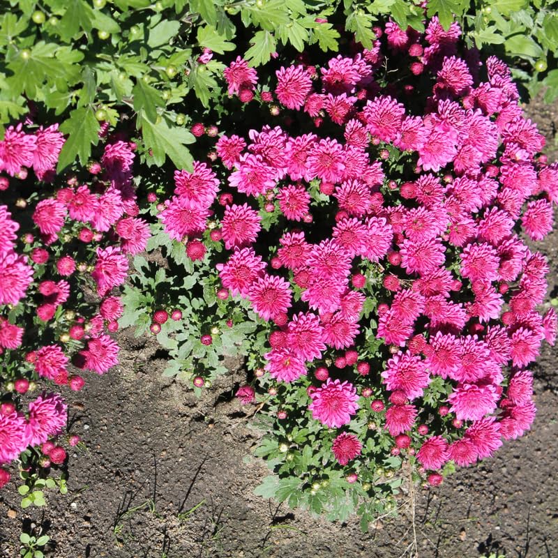 3 Live Chrysanthemum Plants, Purple Chrysanthemum Live Plants, Chrysanthemum Flowers Plants Outdoor Indoor, Between 3 and 5 Inches in Height