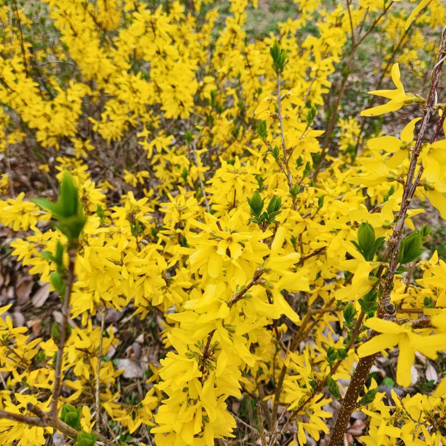 Live Gold Forsythia Plant 5-8" Tall, Forsythia Tree in 2.5 Inch Pot, Ornamental Yellow Flowering Shrub for Garden Beds, Borders, Hedges