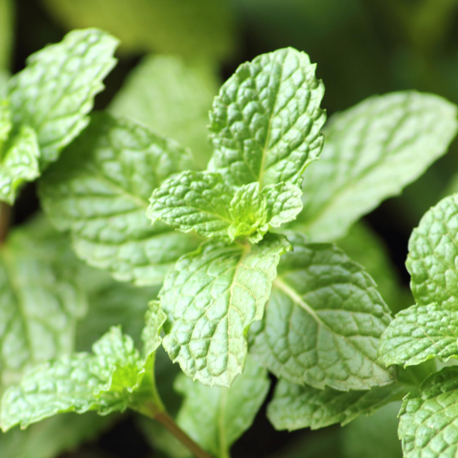 Apple Mint Live Plant 4.5″ Pot, Fragrant Culinary Mint Herb, Easy Care Indoor Outdoor Planting