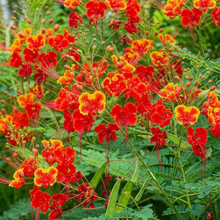 Red Mexican Bird of Paradise Plant Live, 5-6'' Tall, Red Pride of Barbados Tree, Bird of Paradise for Outdoor Planting, Well-Rooted