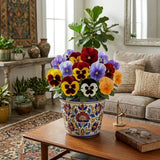 Pansy Plant Live in 4 Inch Pot, Random Pansy Live Plant, Vibrant Flower Plant for Outdoor Indoor Garden, 4-5'' Tall, Ready to Grow