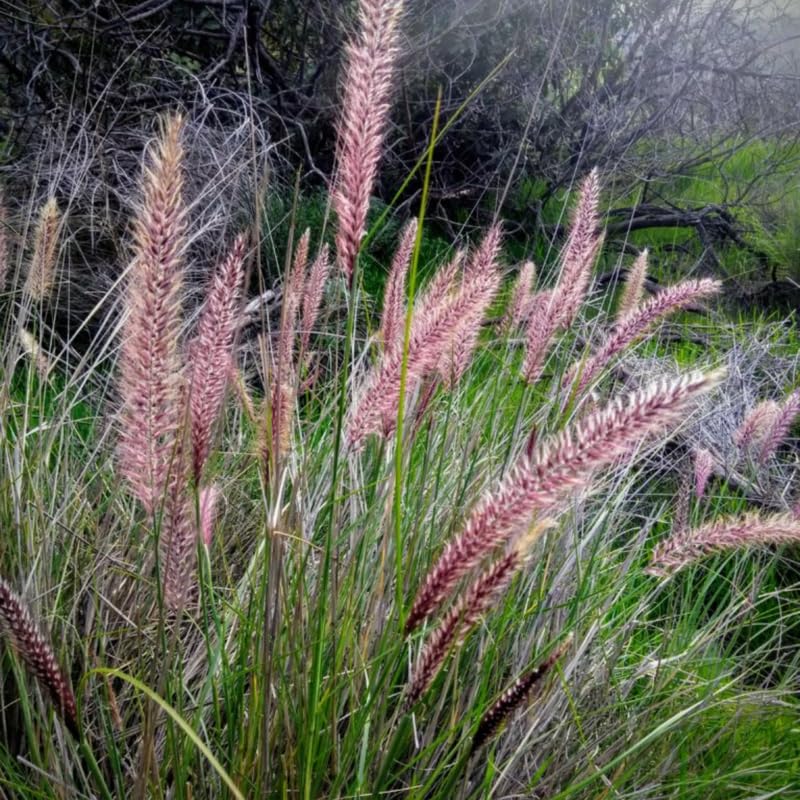 2 Ornamental Grass Plants - Pink Fountain Grasses Live Plants Perennial - 5-9 Inc Tall - Live Grass Seedlings Indoor Outdoor