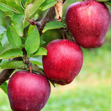 Red Delicious Apple Tree Live Plant for Planting, 1.5-2 Feet Height, Apple Plant Live for Planting, Live Apple Tree Plant, Bareroot
