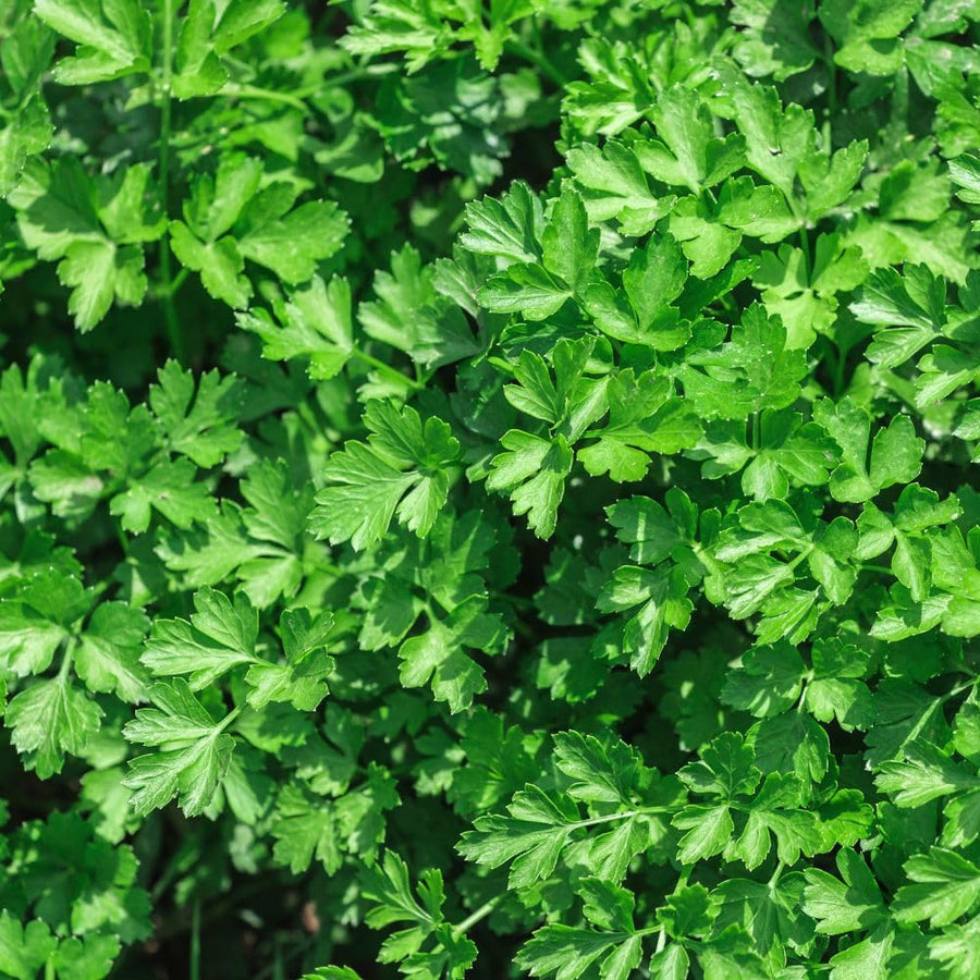 500 Count Parsley Seeds, Fresh Culinary Herb for Garden and Home Growing