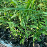 Ginger Plant Live for Planting, Hawaiian Ginger Flower Plant, Tropical Ginger Plant Well-Rooted for Indoor Outdoor Growing, 5-9" Tall (Ginger Zingiber)