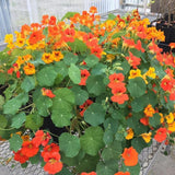 Nasturtium Live Plant in 4 Inch Pot, Nasturtium Flower Plants Live, Trailing Perennial Plant for Homegarden