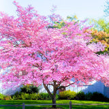 Pink Dogwood Plant Live, 7-14 Inch Tall, Quart Pot, Dogwood Tree Live Plant for Planting, Dogwood Live Plant Dogwood Bush, Dogwood Plant Live, Dogwood Flowers