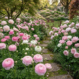 Ranunculus Bulbs, 25 Ranunculus Bulbs, French Peony Style Buttercup Corms, Spring Blooming Garden Flowers, Vibrant Flower Plant (Rare Pink Ranunculus)
