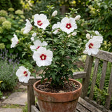 White Rose of Sharon Live Plant in Quart Pot, Althea Hibiscus Flowering Shrub for Outdoor Garden