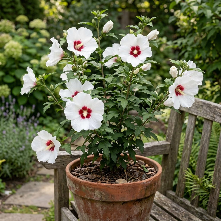 White Rose of Sharon Live Plant in Quart Pot, Althea Hibiscus Flowering Shrub for Outdoor Garden