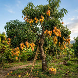 Live Mango Tree 22-26'' Tall in 1 Gallon Pot, Tropical Sweet Fruit Tree, 2 Ft Young Plant, Ready to Grow Outdoor