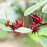 Roselle Hibiscus Plant Live, Red Sorrel Roselle Hibiscus Flowers, 8-12 Inches Tall in Half Gallon Pot, Sabdariffa Roselle Hibiscus Plant for Indoor Outdoor Planting