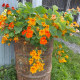 2 Pots Nasturtium Plants, 4 Inch Pot, 4-6″ Tall Nasturtium Flower Starter Plants, Trailing Garden Plant for Containers and Beds