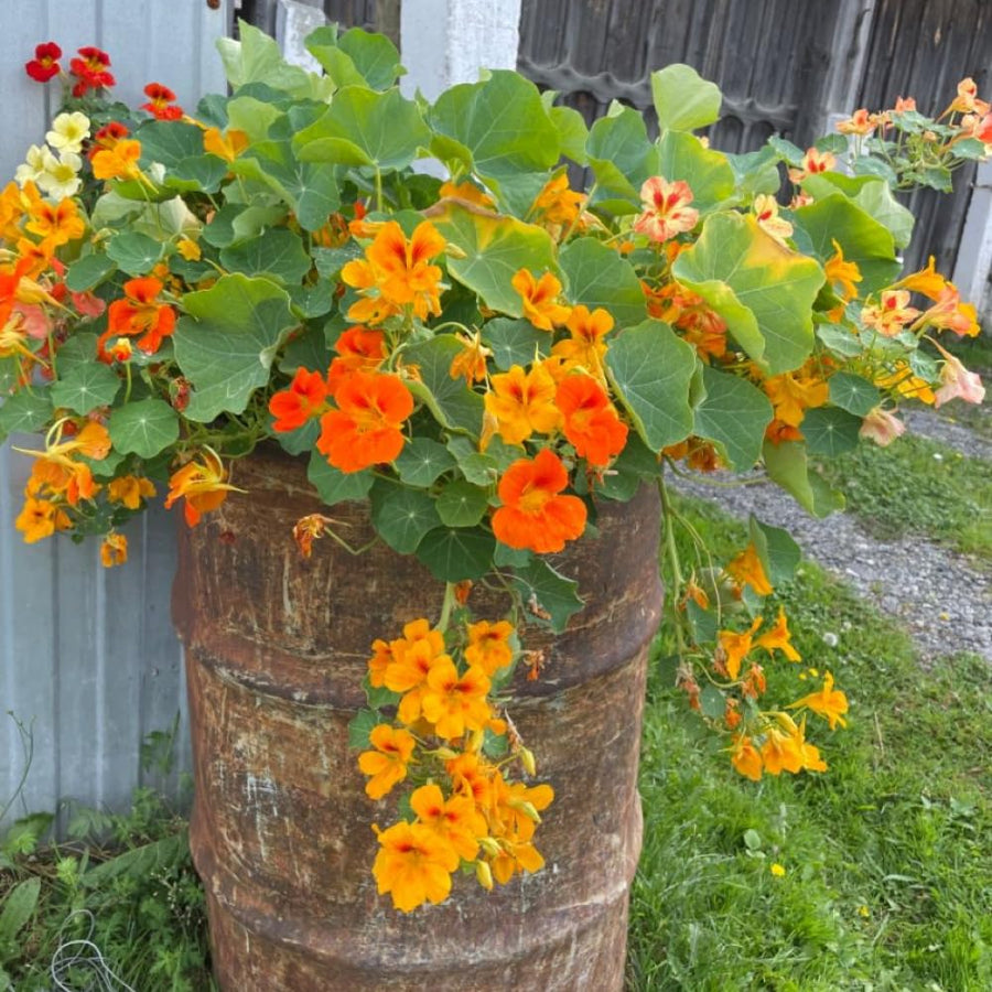 2 Pots Nasturtium Plants, 4 Inch Pot, 4-6″ Tall Nasturtium Flower Starter Plants, Trailing Garden Plant for Containers and Beds