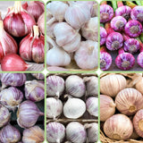 1 LB Jumbo Size Mixed Garlic for Planting in Spring, Softneck Hardneck Garlic Bulbs for Planting, Fresh and High Yield, Cold Hardy, Fast-Growing, 5-6 Bulbs Garlic