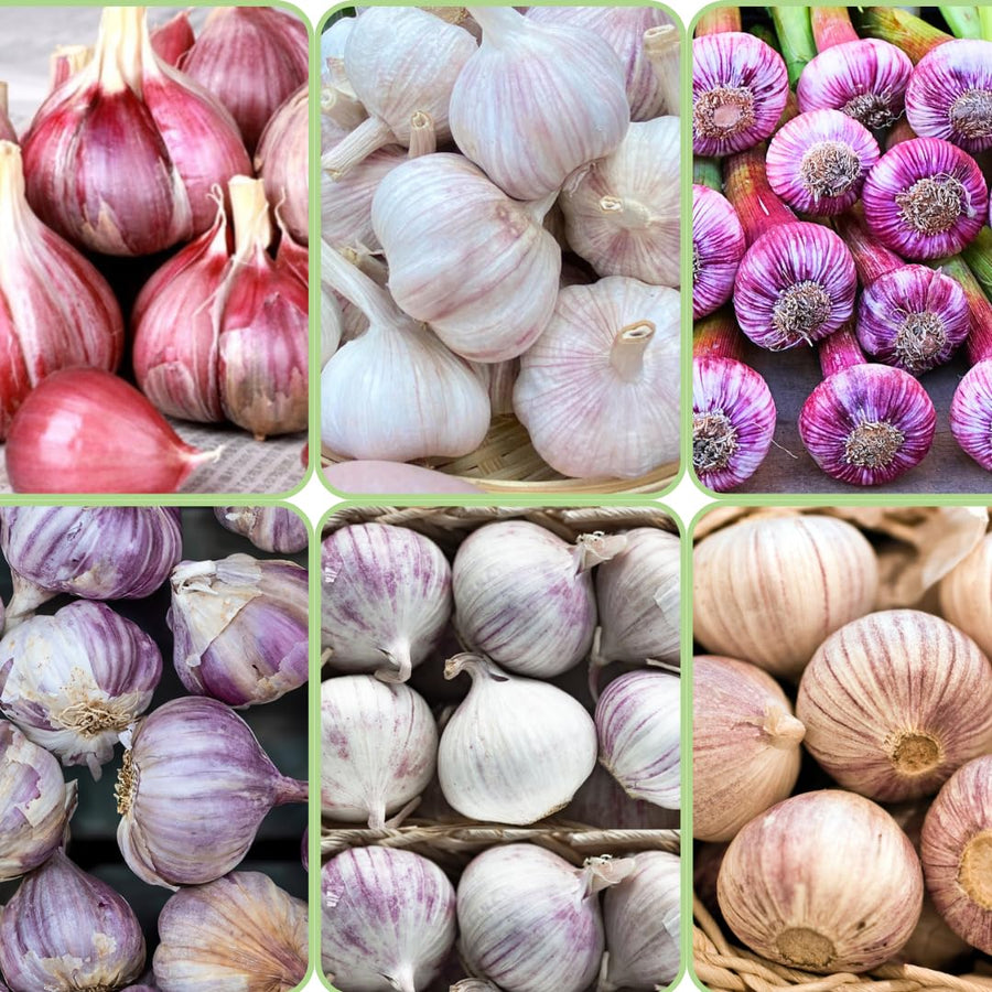 1 LB Jumbo Size Mixed Garlic for Planting in Spring, Softneck Hardneck Garlic Bulbs for Planting, Fresh and High Yield, Cold Hardy, Fast-Growing, 5-6 Bulbs Garlic