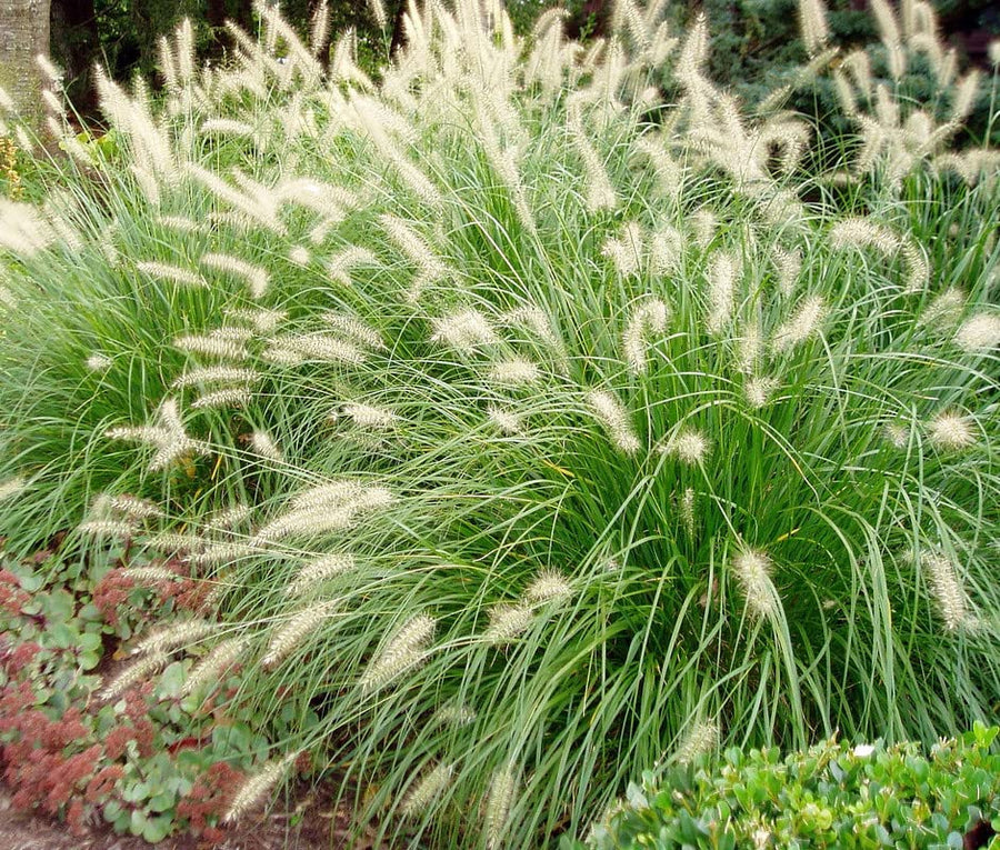1 Hameln Dwarf Fountain Grass Plant Live for Planting, Dwarf Grass Perennial Garden 4 Inch Pot