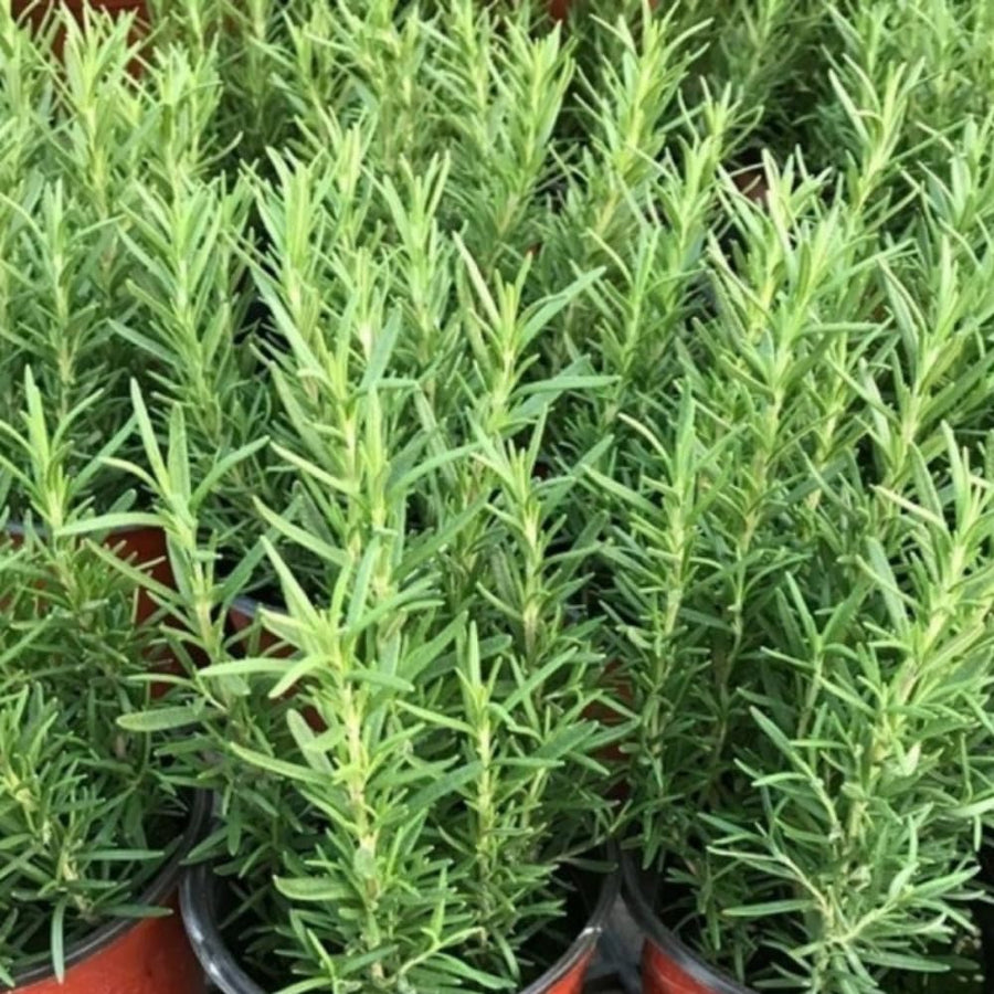 Indoor 10" Rosemary Plants Live in 4" Pot, Rosemary Bush for Indoors Outdoor Planting, Well-Rooted and Fragrant