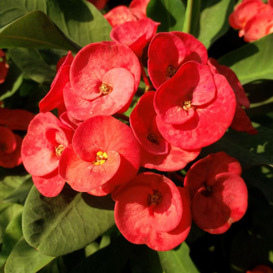 Crown of Thorns Live Plant, Red Euphorbia Milii Plant, 4 Inches Pot, Hardy Crown of Thorns Succulent for Outdoor Garden (Red)