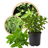 Live Mint Plant in 3.5'' Pot, Herb Plants for Planting Indoor Outdoor, Fragrant, Hardy, Perennial Herbs (Peppermint)
