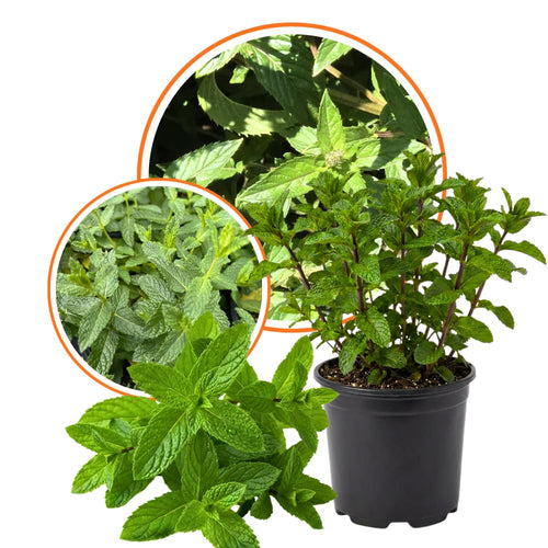 Live Mint Plant in 3.5'' Pot, Herb Plants for Planting Indoor Outdoor, Fragrant, Hardy, Perennial Herbs (Peppermint)