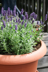 Lavender Plant Live in 3'' Pot, Fragrant Lavender Flowering Herb for Indoor Outdoor Planting, Ready to Grow (Purple Lavender)