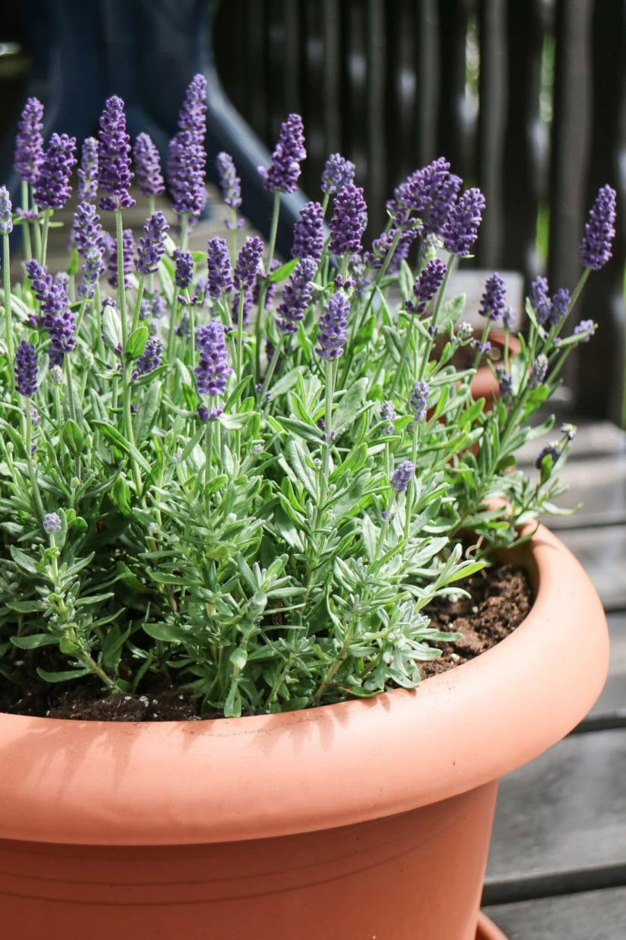 Lavender Plant Live in 3'' Pot, Fragrant Lavender Flowering Herb for Indoor Outdoor Planting, Ready to Grow (Purple Lavender)