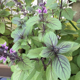 6 African Blue Basil Plants Live, 4 to 6 Inc in Height, Basil Plants Live