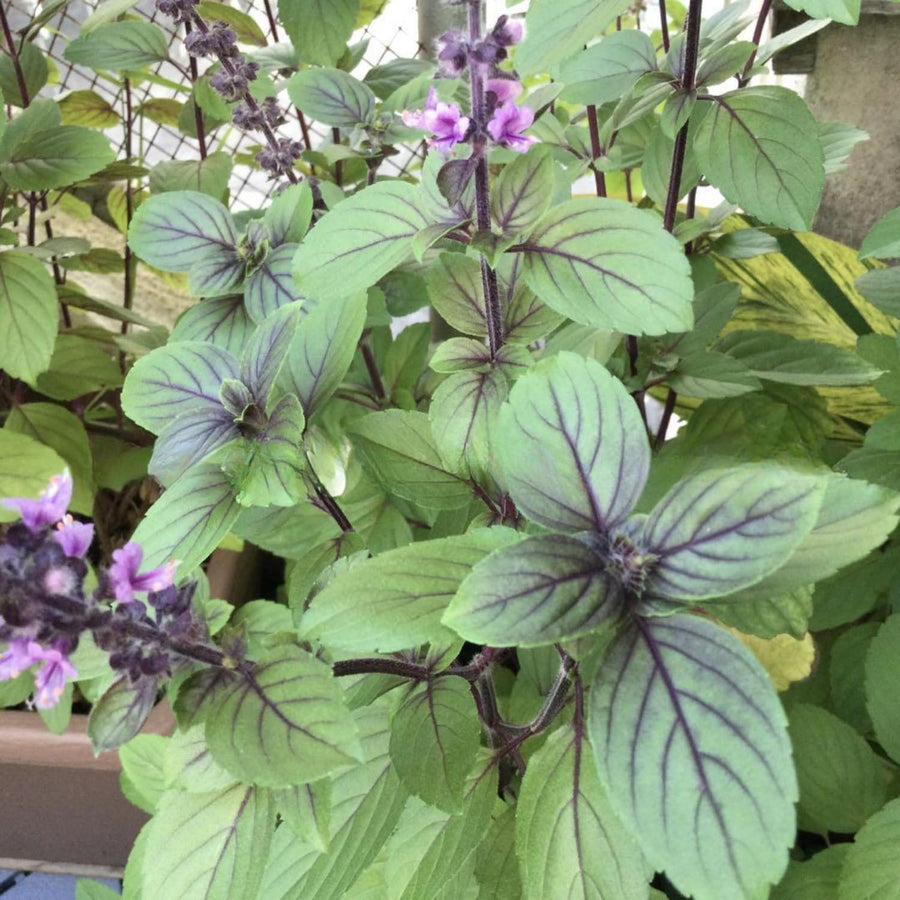 6 African Blue Basil Plants Live, 4 to 6 Inc in Height, Basil Plants Live