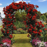 Red Climbing Rose Live Plant, Fragrant Rose Bush Ready to Plants, Zone 5 to 9, Size 5 to 7 Inches and Bare Root