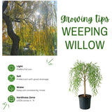 2 Weeping Willow Tree Live Plants, 2-3 Feet Tall, Weeping Willow Tree for Outdoor Garden