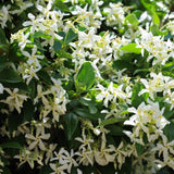 Live Jasmine Plant, White Jasmine Flower, Fragrant Climbing Vine, 4-7 Inches Tall, Ready for Planting (Star Jasmine)
